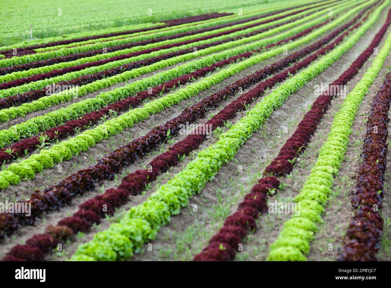 File di piante in azienda Foto Stock
