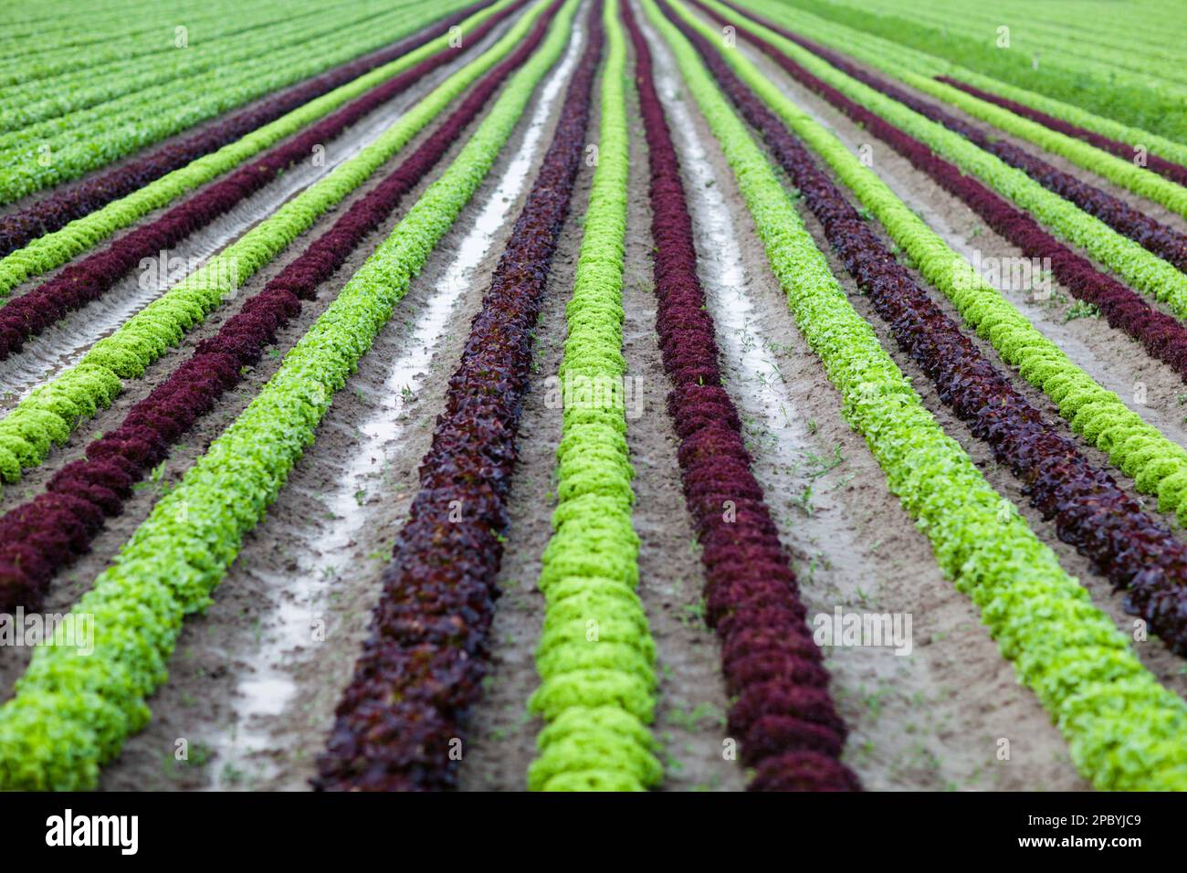File dritte di piante verdi e viola che crescono su enorme campo agricolo Foto Stock