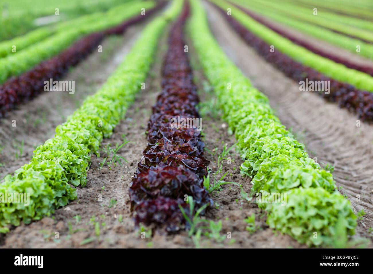 File di piante in azienda Foto Stock