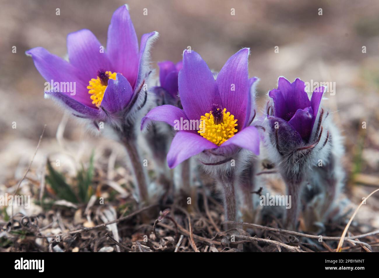 Prima primavera fiori Pulsatilla halleri o pulsatilla taurica in natura. Crimea Foto Stock