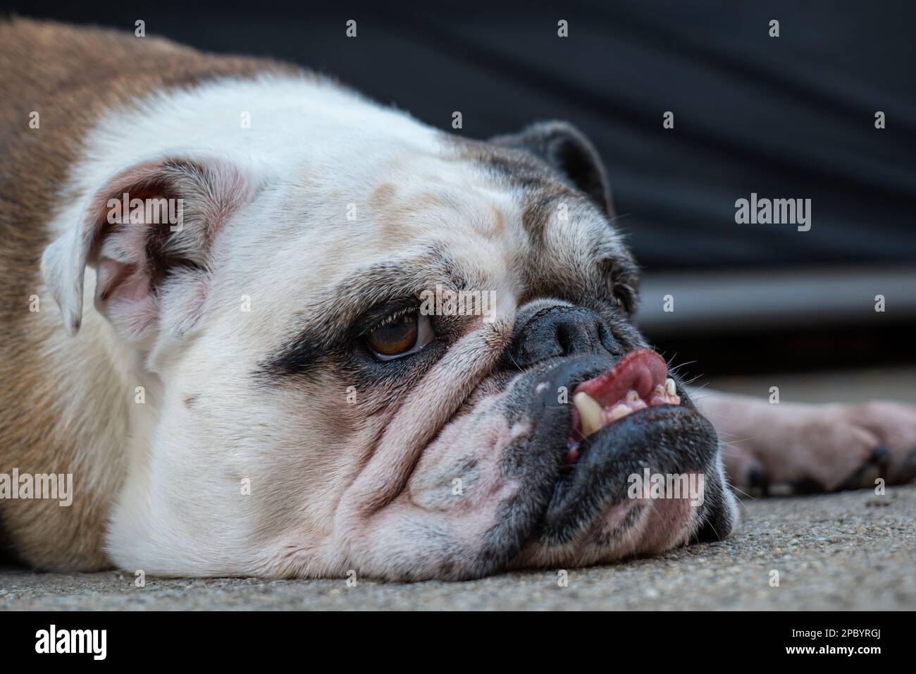 Vecchia femmina inglese bulldog che si stanca a terra. Chiusura del colpo della testa, nessuna gente. Foto Stock