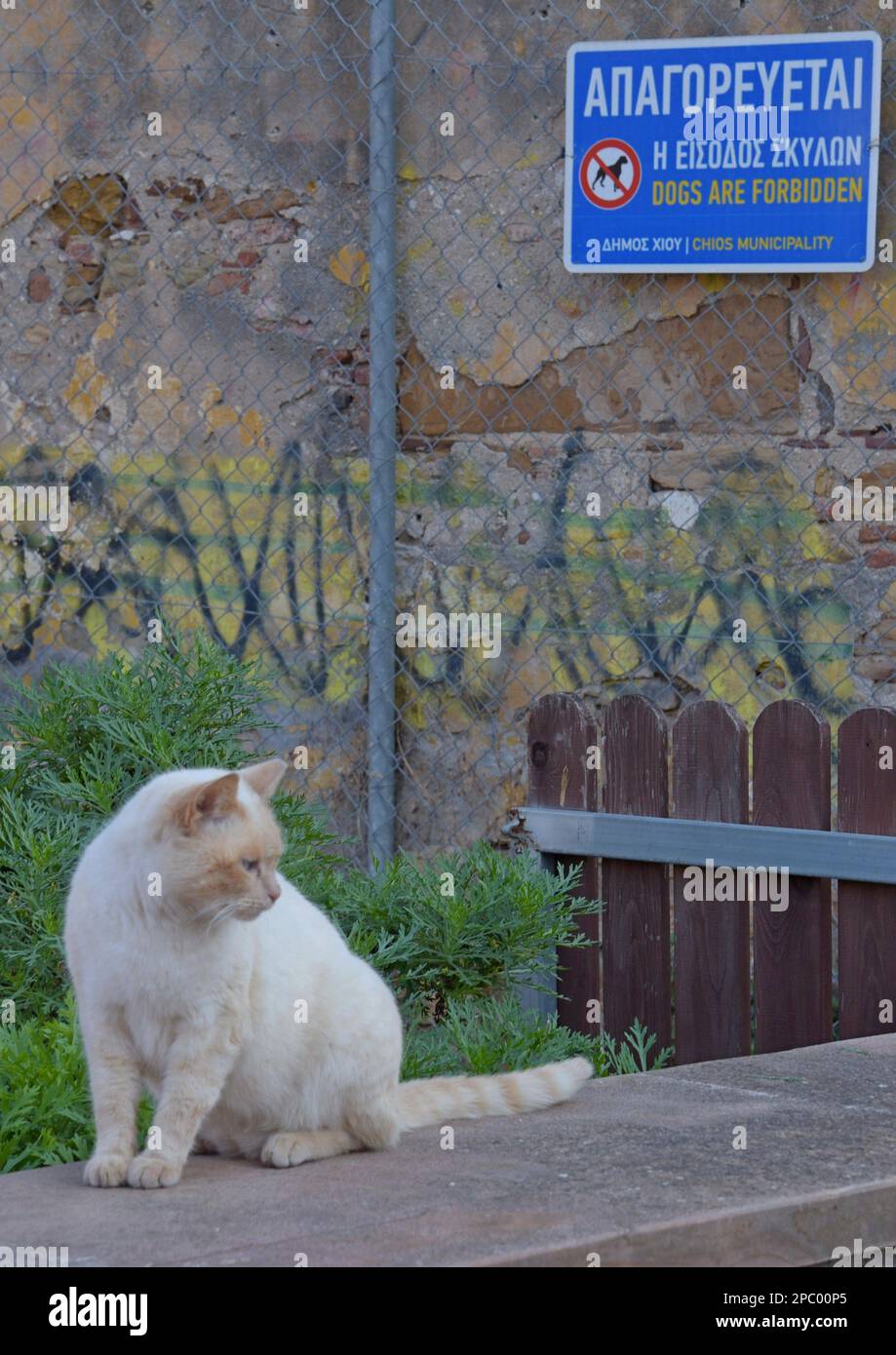 Gatto randagio in fron toa cani vietato segno nei vicoli abitati nel Castello di Chios, Isola di Chios, Grecia Foto Stock