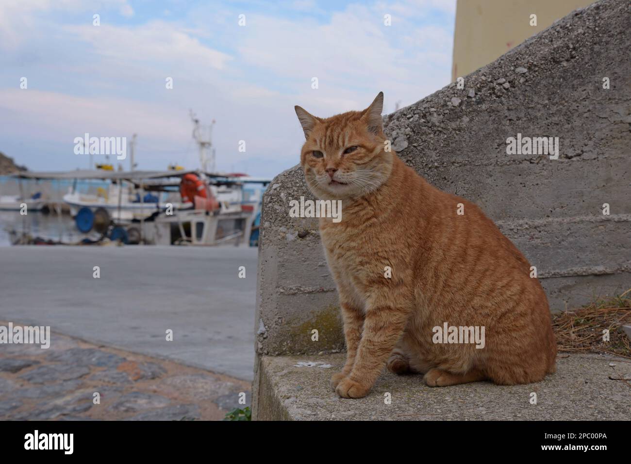 Un gatto randagio zenzero accanto alle barche da pesca nel porto di Daskalopetra sull'isola di Chios, Grecia Foto Stock
