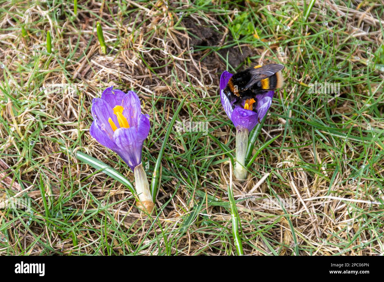 Bumblebee queen (Bombus terrestris) a coda di buff che si nectaring su crocus porpora, fiore di primavera, Crocus vernus, Inghilterra, Regno Unito, Nel mese di marzo Foto Stock