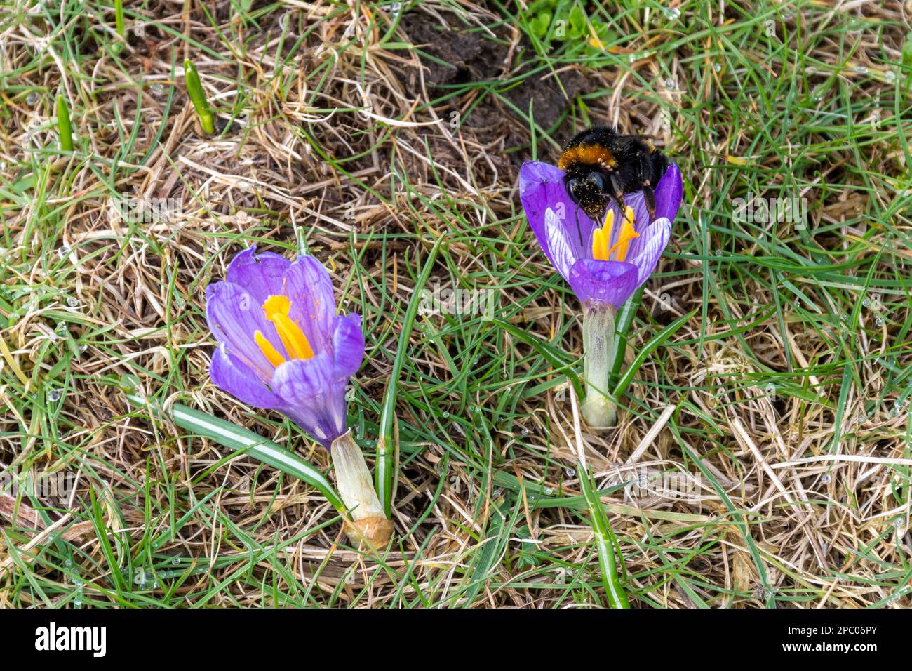 Bumblebee queen (Bombus terrestris) a coda di buff che si nectaring su crocus porpora, fiore di primavera, Crocus vernus, Inghilterra, Regno Unito, Nel mese di marzo Foto Stock