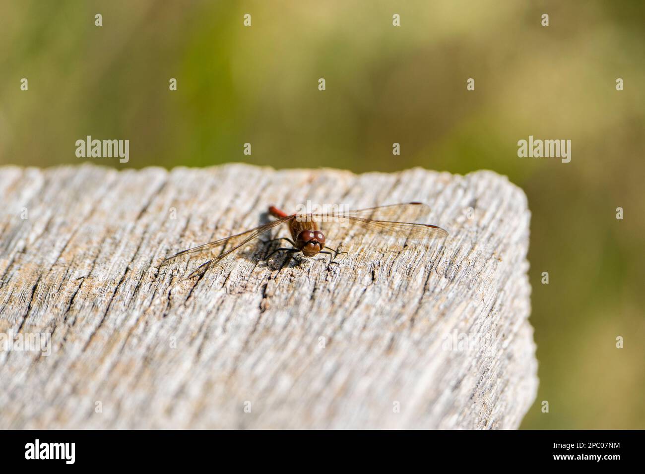 libélula arancione su un legno e uno sfondo verde Foto Stock