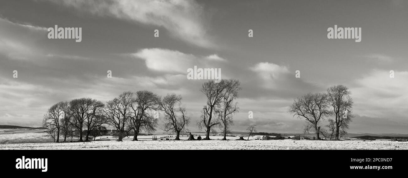 Inghilterra, Northumberland National Park, Tyne Valley. Vista panoramica di un gruppo di alberi circondato da una fresca nevicata, situato nel cuore di Hardian Foto Stock