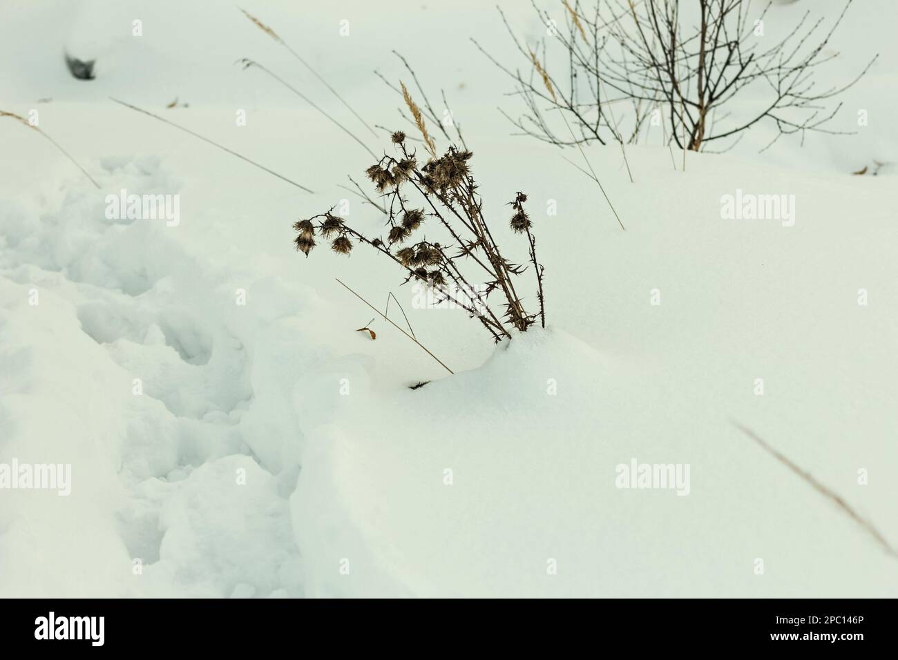 Carino asciutto e davvero affascinante in campo nevoso nella mattina d'inverno Foto Stock