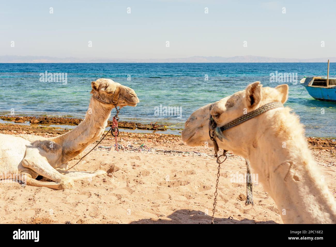 Cammelli che riposano sulla spiaggia egiziana. Camelus dromedarius. Estate all'aperto. Foto Stock