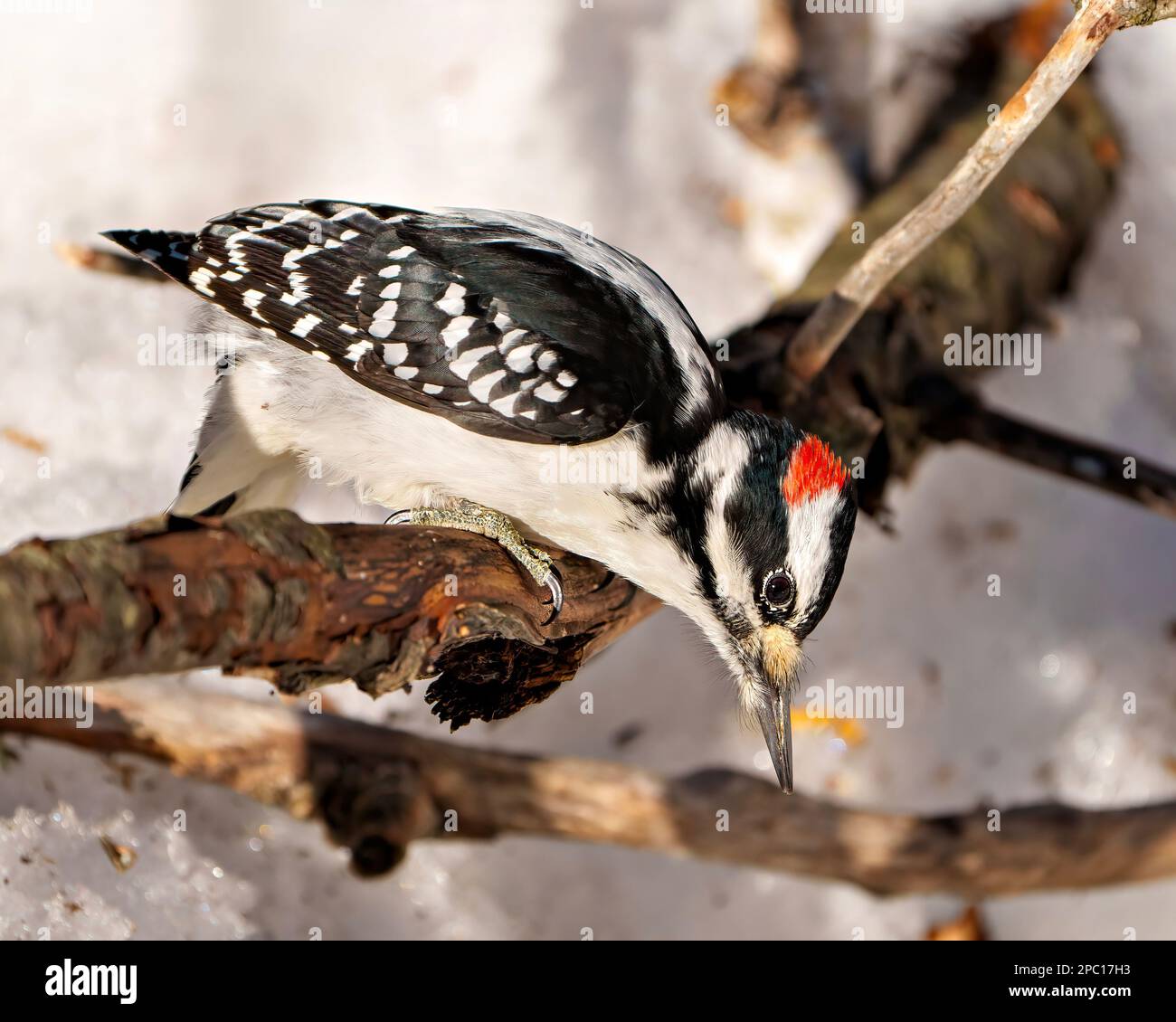 Maschio Woodpecker arroccato su un ramo che guarda verso terra e che mostra piumaggio di colore bianco e nero nel suo ambiente e habitat. Foto Stock