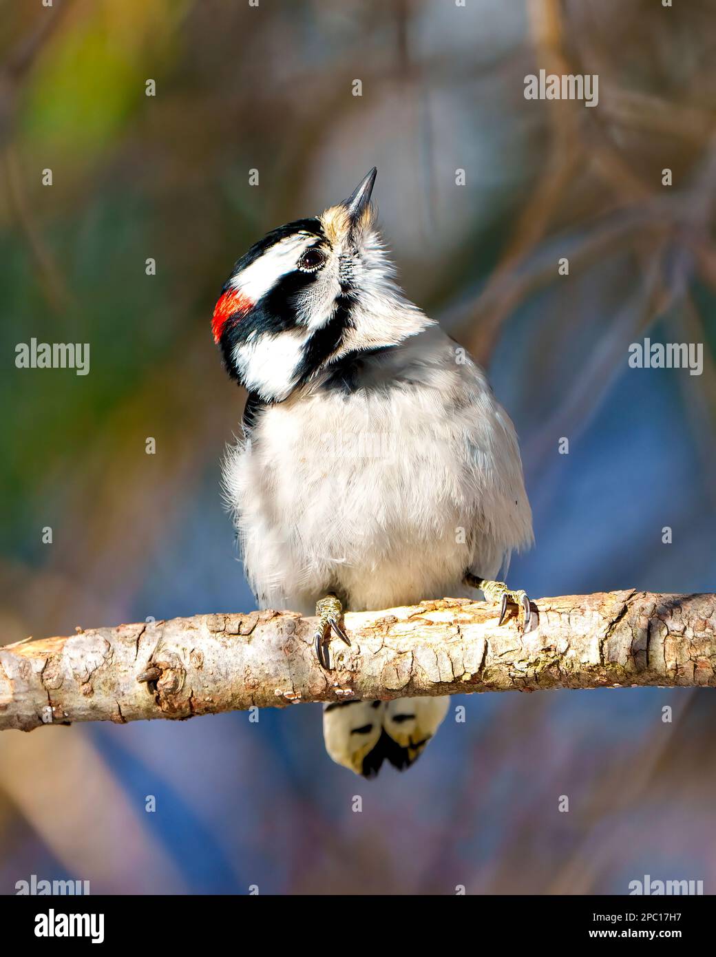 Woodpecker vista frontale maschile che si aggrappa a un ramo e guarda verso il cielo nel suo habitat e ambiente con uno sfondo di colore sfocato. Foto Stock