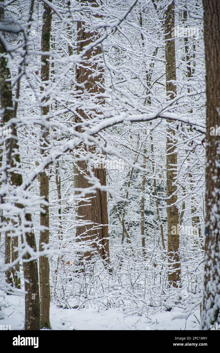 Neve coperta scenario forestale invernale in Svizzera, Europa. Nuvoloso giorno nebbia, nessuna gente. Foto Stock