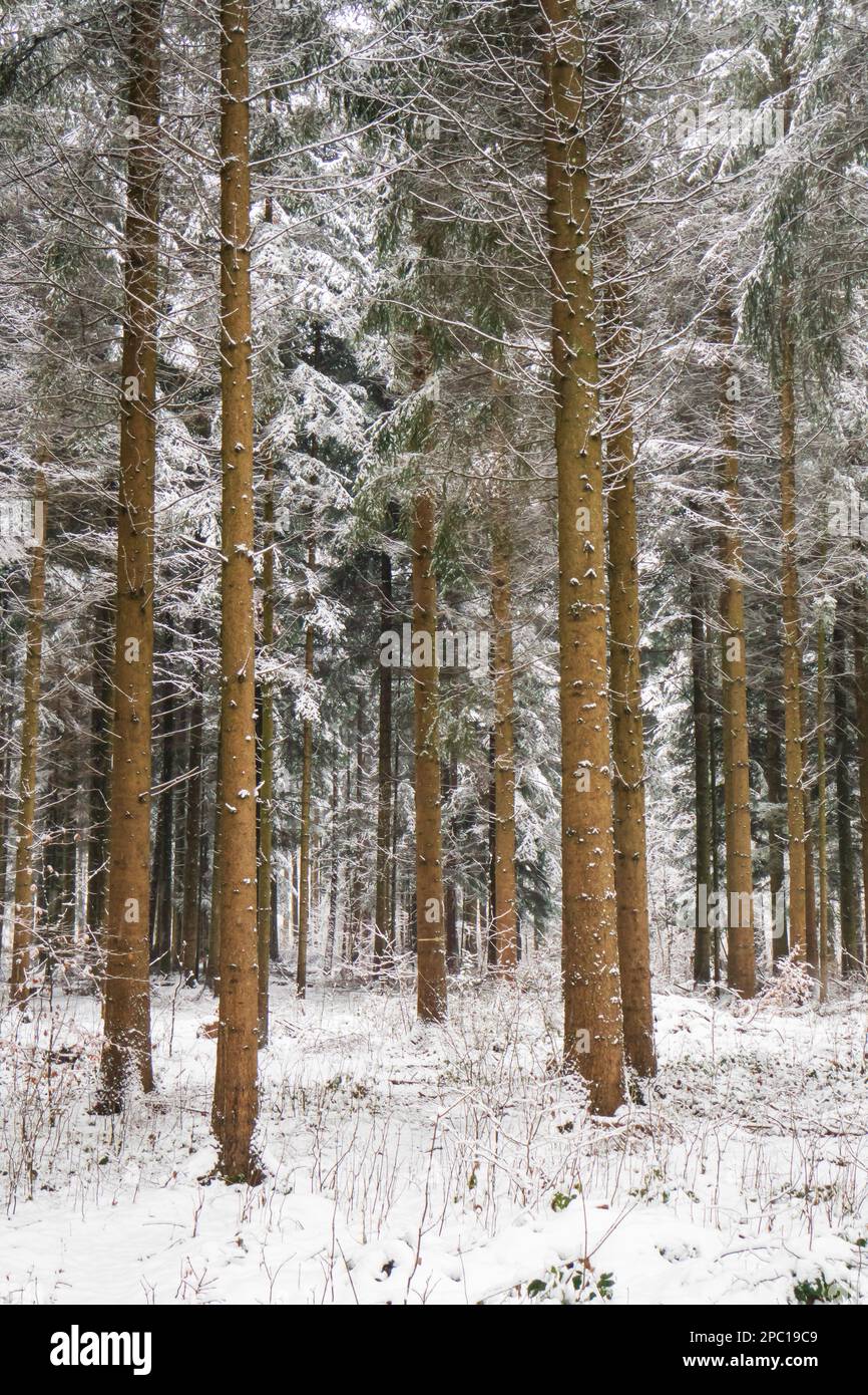 Neve coperta scenario forestale invernale in Svizzera, Europa. Nuvoloso giorno nebbia, nessuna gente. Foto Stock