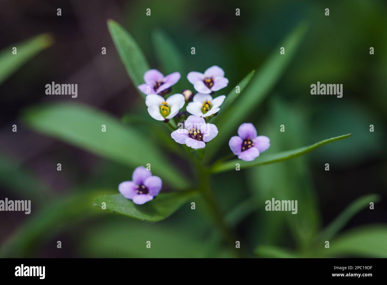 Fiori dolci di Allysum in una giornata estiva. Foto macro di Lobularia maritima con ficus soft selettivo Foto Stock