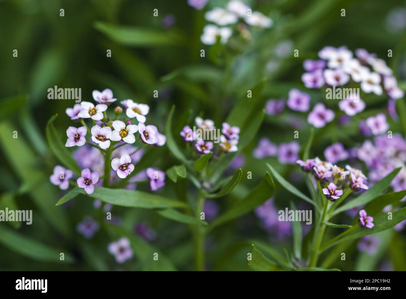 Allysum dolce in fiore, fiori colorati in una giornata d'estate. Foto macro di Lobularia maritima con ficus soft selettivo Foto Stock