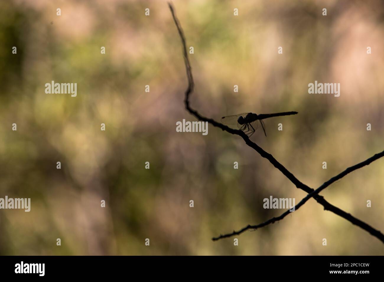 La silhouette di una libellula su un ramo con vegetazione sullo sfondo Foto Stock