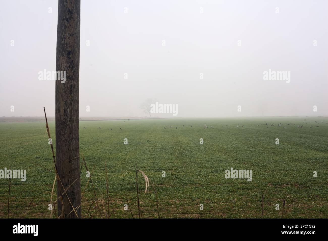 Campo coltivato in una giornata di nebbia incorniciato da piloni di legno Foto Stock