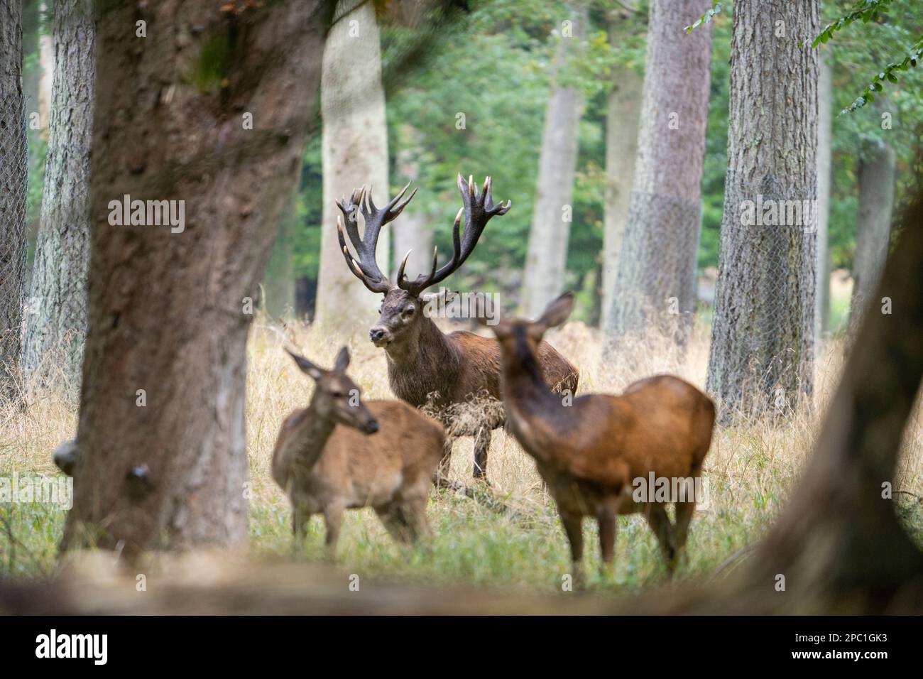 cervi con corna grandi camminare, correre, urlare tra le femmine durante la stagione di accoppiamento, tra la foresta verde e i campi gialli. Stagione dei cervi. Foto Stock