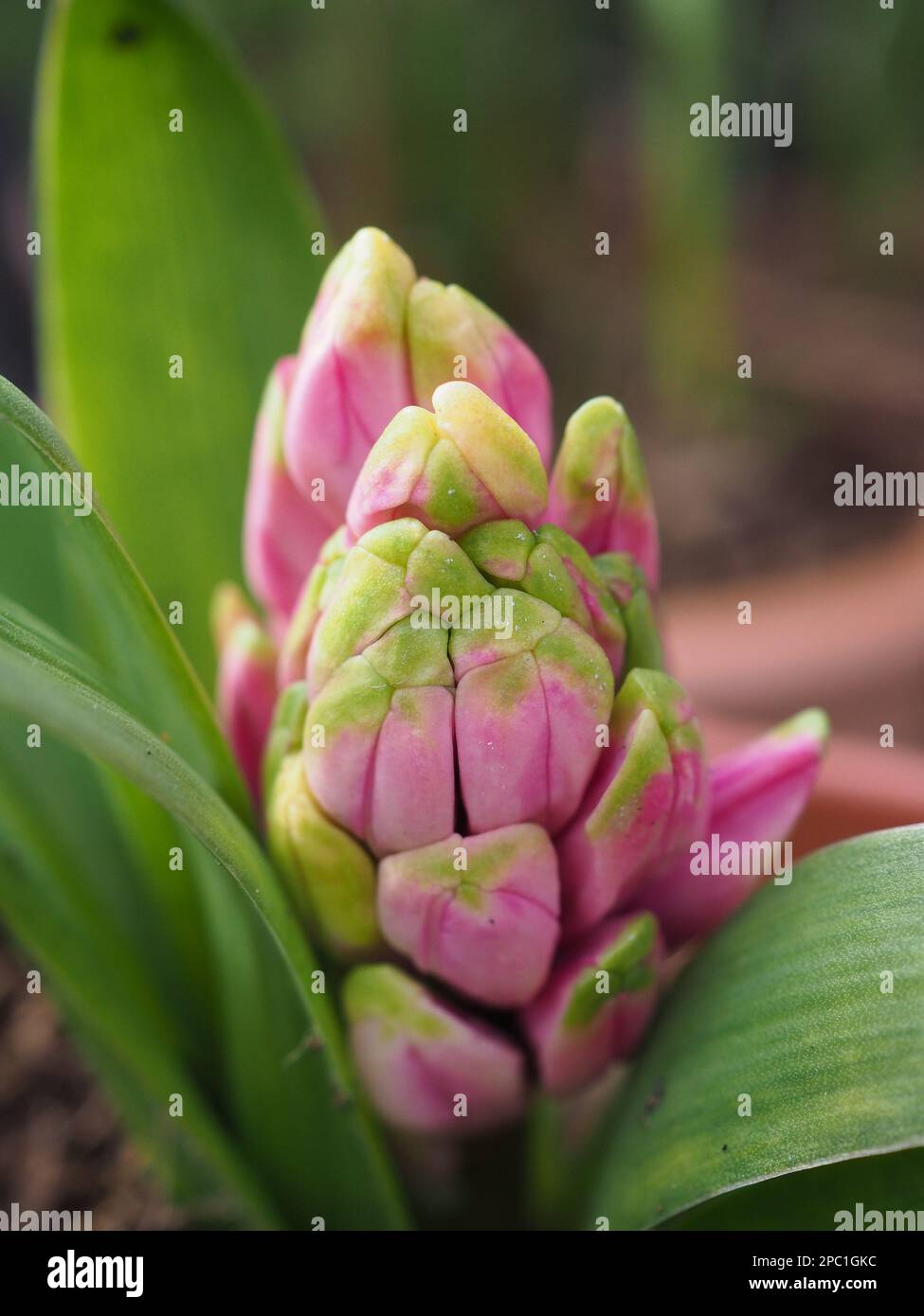 Primo piano del germoglio stretto di un fiore rosa giacinto che emerge dalle sue foglie all'inizio della primavera in Gran Bretagna Foto Stock
