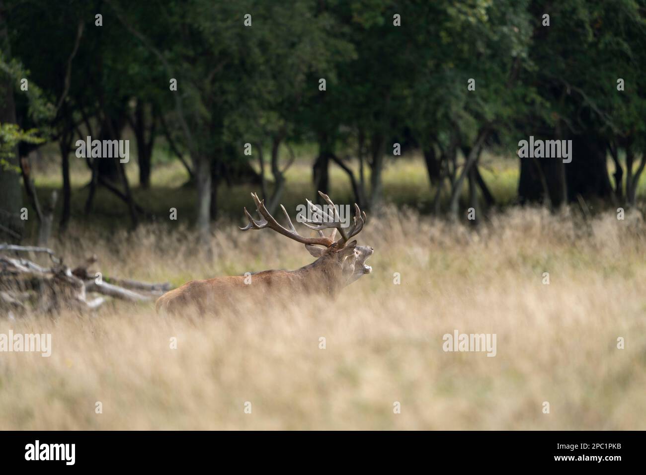 cervi con corna grandi camminare, correre, urlare tra le femmine durante la stagione di accoppiamento, tra la foresta verde e i campi gialli. Stagione dei cervi. Foto Stock