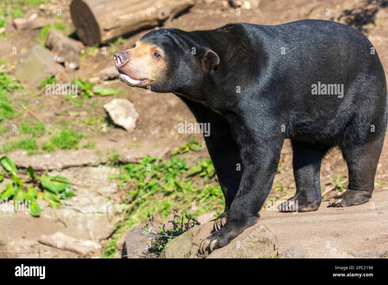 Sun: la malese Bear (Helarctos malayanus) presso lo Zoo di Edimburgo, Scozia, Regno Unito Foto Stock