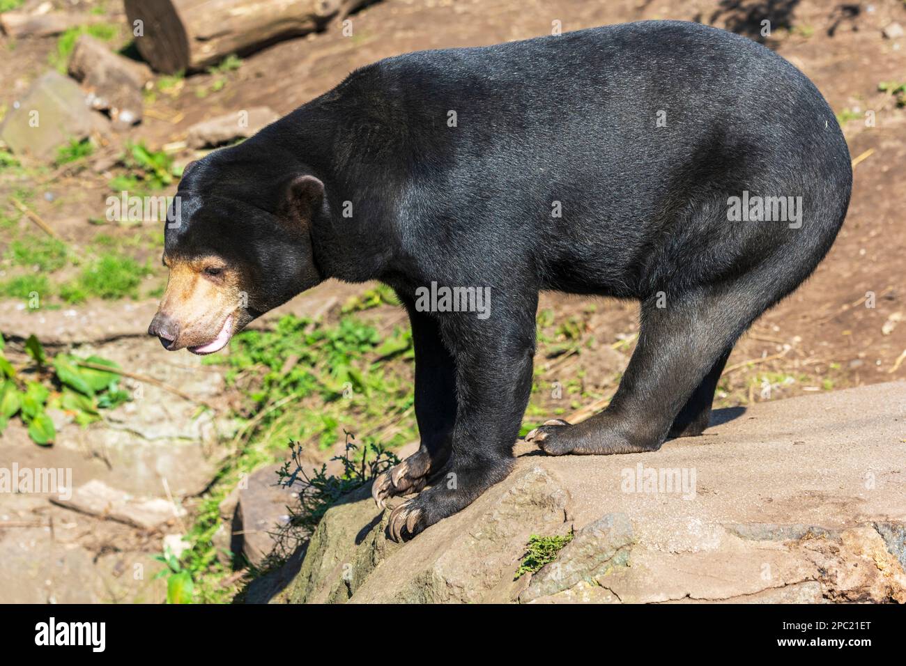 Sun: la malese Bear (Helarctos malayanus) presso lo Zoo di Edimburgo, Scozia, Regno Unito Foto Stock