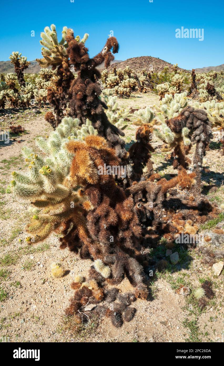 Una cholla con steli inferiori morti, scuri e dall'aspetto peloso e punte viventi più chiare si erge su terreno sabbioso nel Joshua Tree National Park, California. Foto Stock