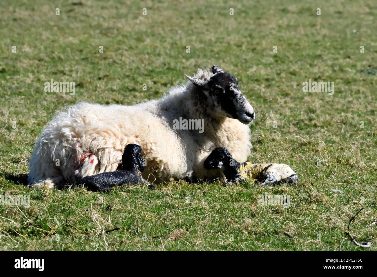 Agnello e pecora nata Foto Stock