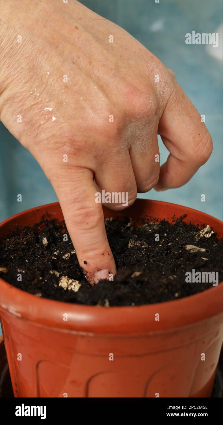 la mano di un uomo fa un buco nel terreno di un vaso di fiori marrone per piantare un seme per piantine primo piano tiro verticale, piantando semi in pentole in primavera Foto Stock