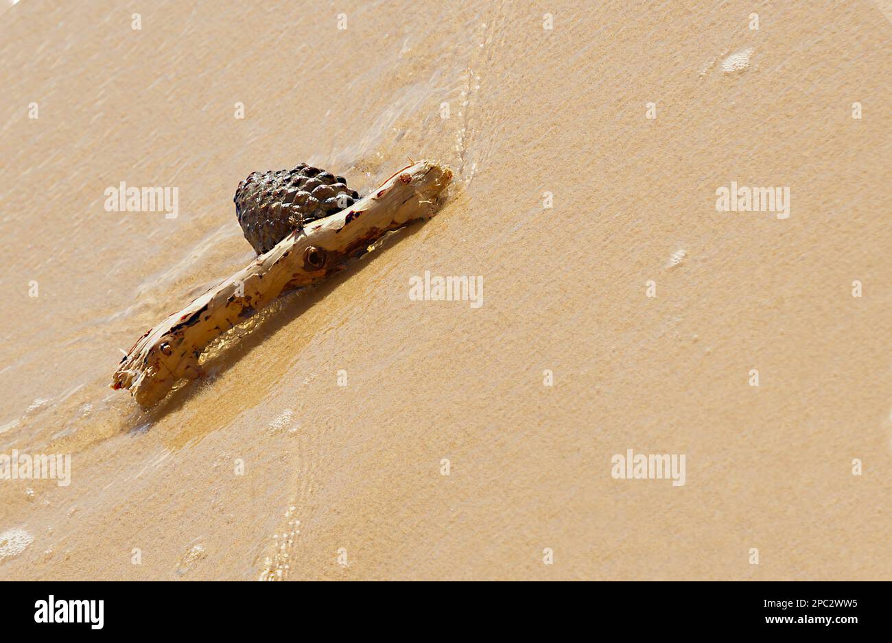 Bastone e cono di abete trovato sulla spiaggia Foto Stock