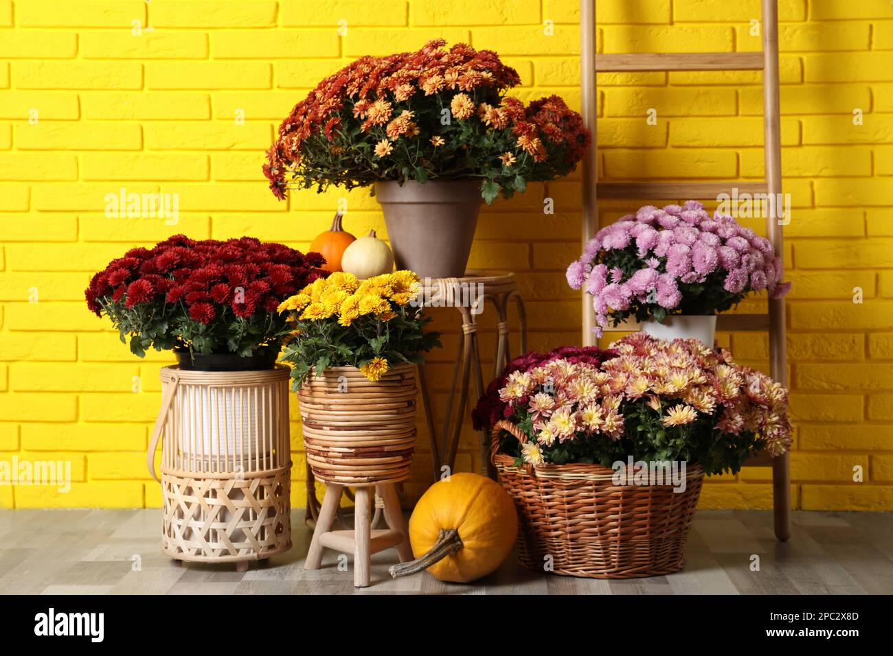 Bellissimi fiori di crisantemo fresco in vaso e zucche vicino al muro di mattoni gialli Foto Stock