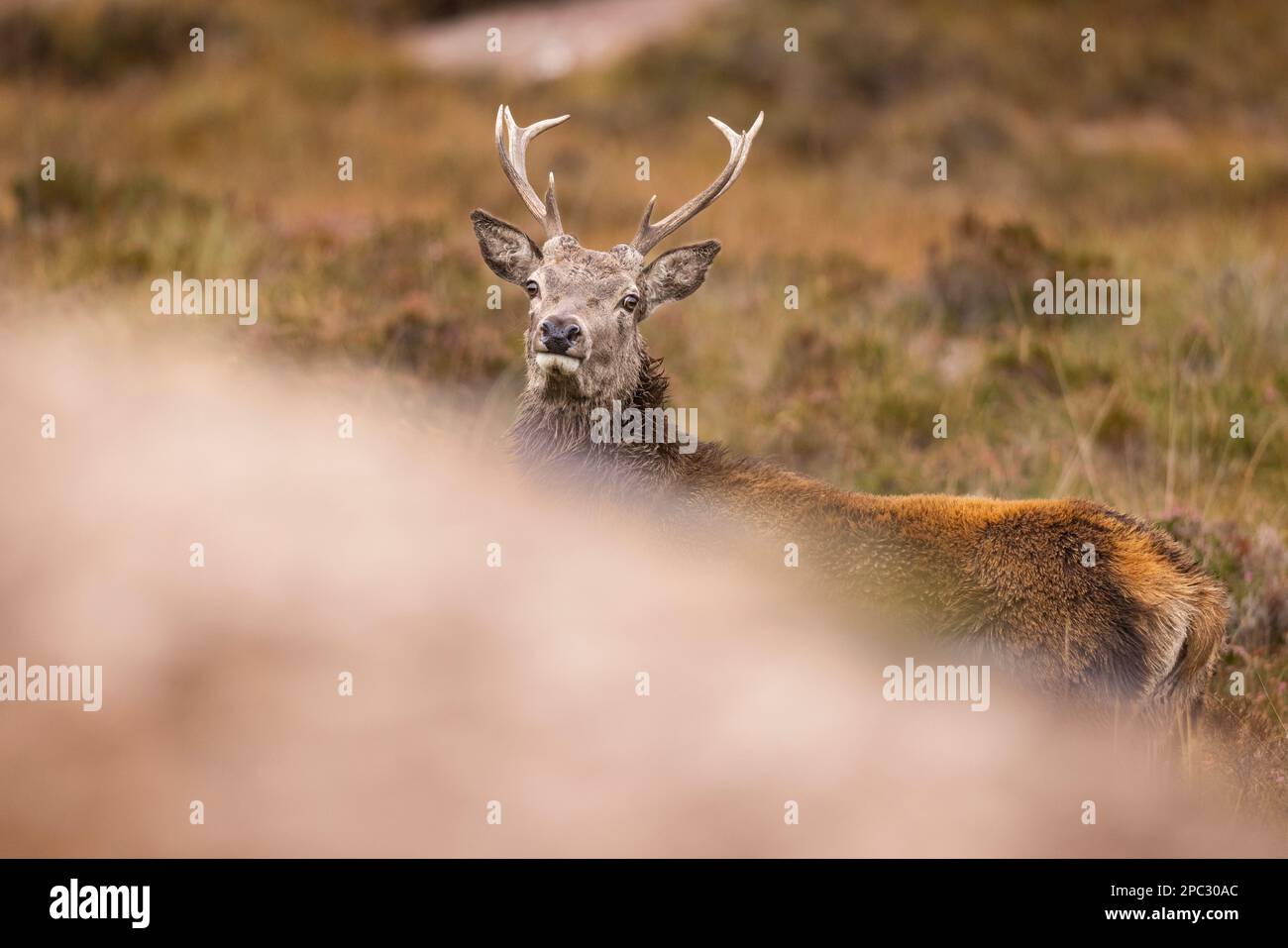 Red Deer Stag nelle Highlands scozzesi. Foto Stock