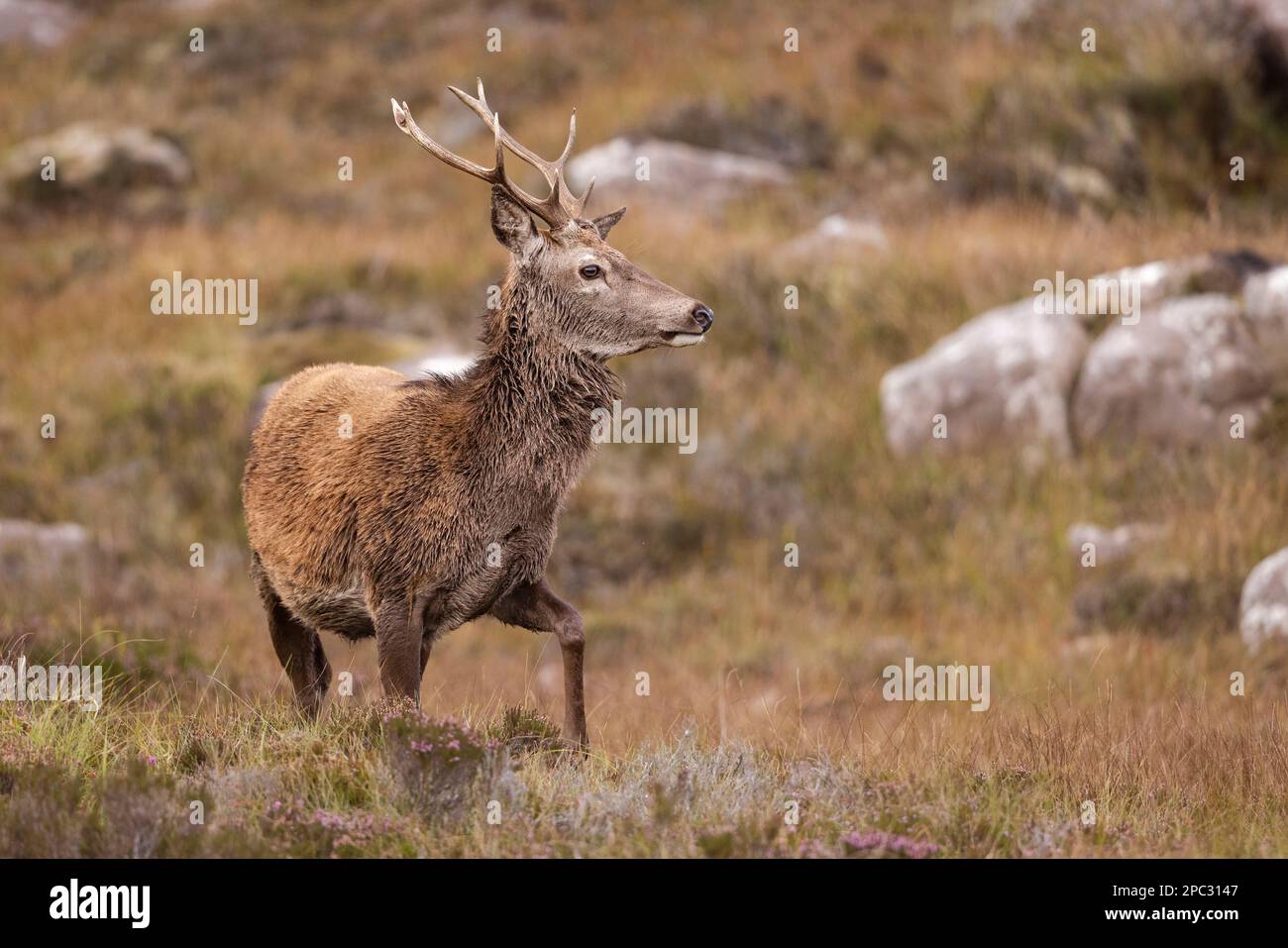 Red Deer Stag nelle Highlands scozzesi. Foto Stock