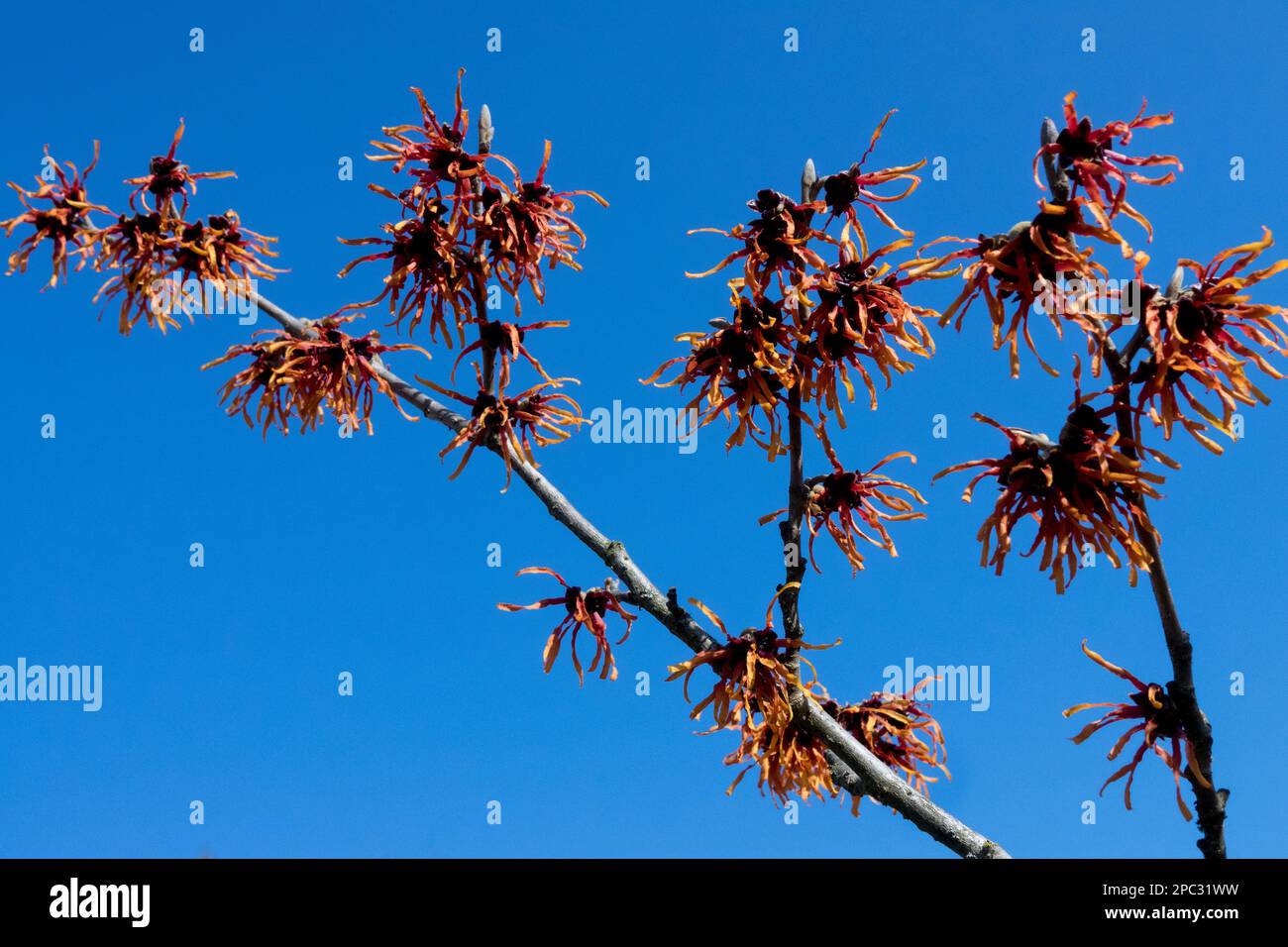 Hamamelis x intermedia "Jelena" contro il cielo blu, senza foglie, rami pianta invernale di nocciola strega Foto Stock