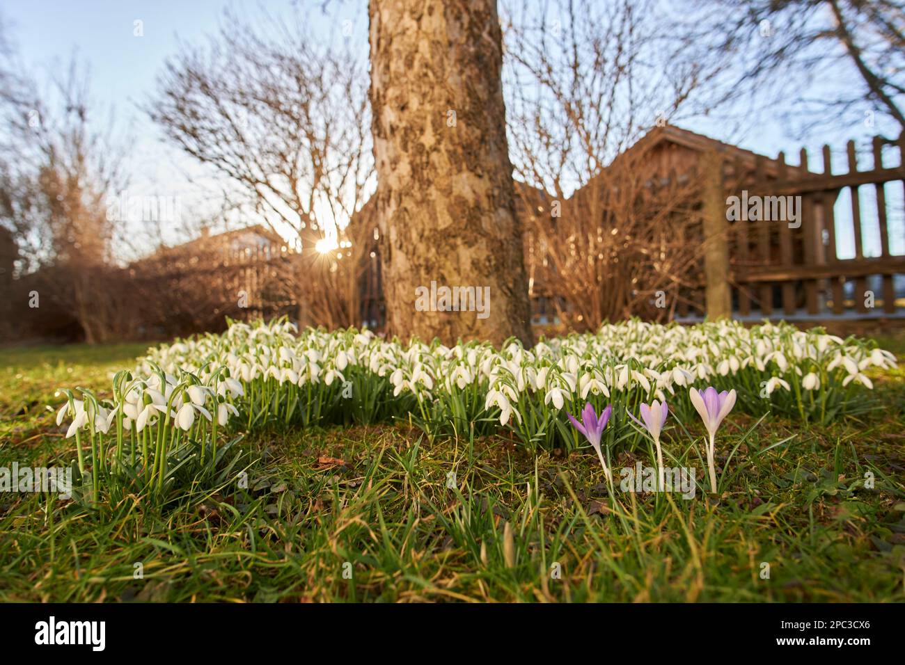 La primavera arriva con le gocce di neve e i croci nel giardino. Foto Stock