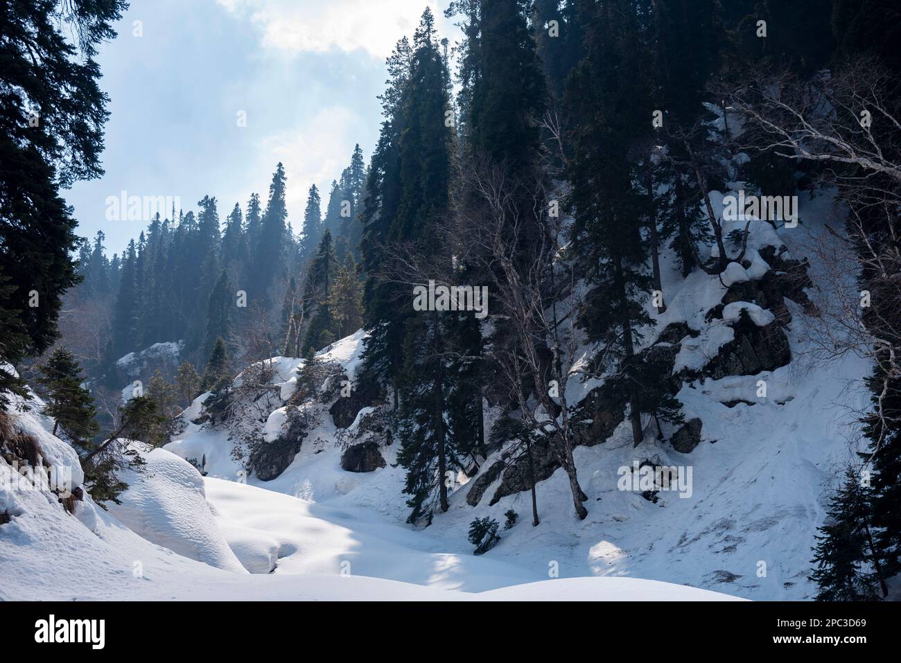 Una montagna è vista coperta di neve oltre i pini durante una giornata di sole a Bubjen ad un'altitudine di 2985 m sulle montagne dell'Himalaya. La catena montuosa di Zabarwan è una breve catena montuosa situata tra il PIR Panjal e il Great Himalayan Range, nella parte centrale della valle del Kashmir. La vetta più alta della catena montuosa di Zabarwan è Mahadev Peak a 13.013 piedi (3.966 m). La gamma Zabarwan ha rocce cristalline come granito, scisti e filliti con pietra calcarea incorporata, che formano il nucleo della sua gamma madre. Inoltre la catena montuosa di Zabarwan possiede una grande catena montuosa dell'Himalaya con una ricca fauna selvatica. Foto Stock