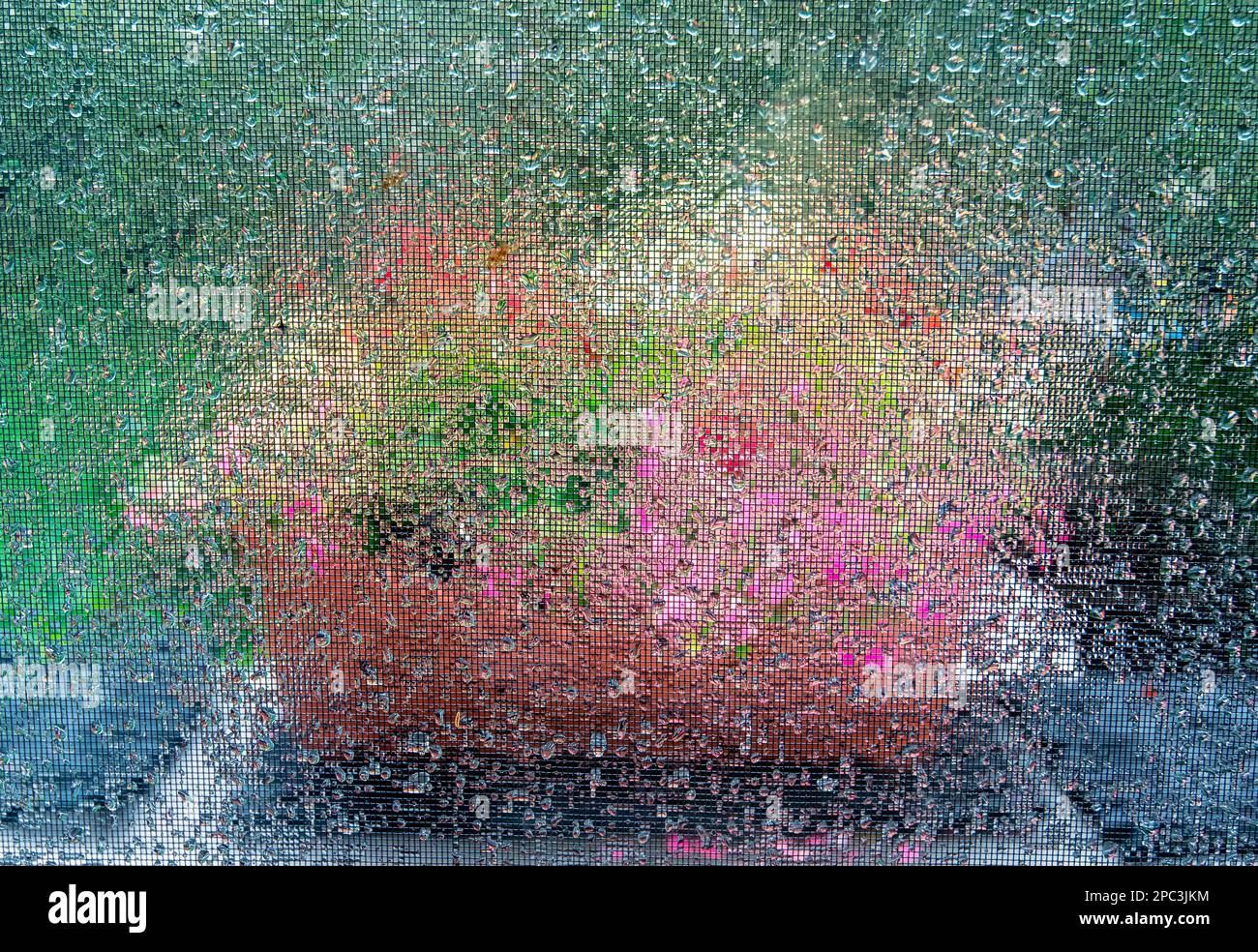 Colori astratti dei fiori fotografati attraverso una finestra dello schermo piovosa Foto Stock
