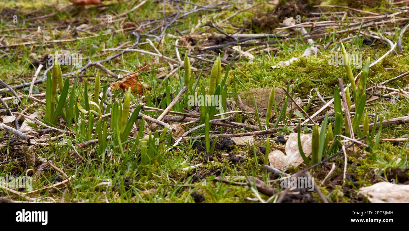 Narcisi in miniatura. I Narcissus 'Tete-a-Tete' iniziano a esibire sulla brughiera alle 900ft:00. North Yorkshire Foto Stock