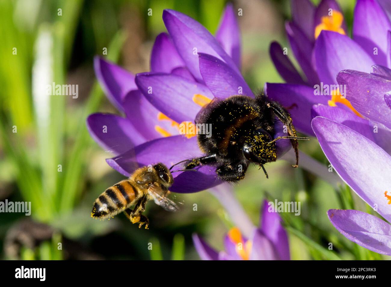 Ape di miele volante e ape di bumble in insetti di fiore di croco primo piano Foto Stock