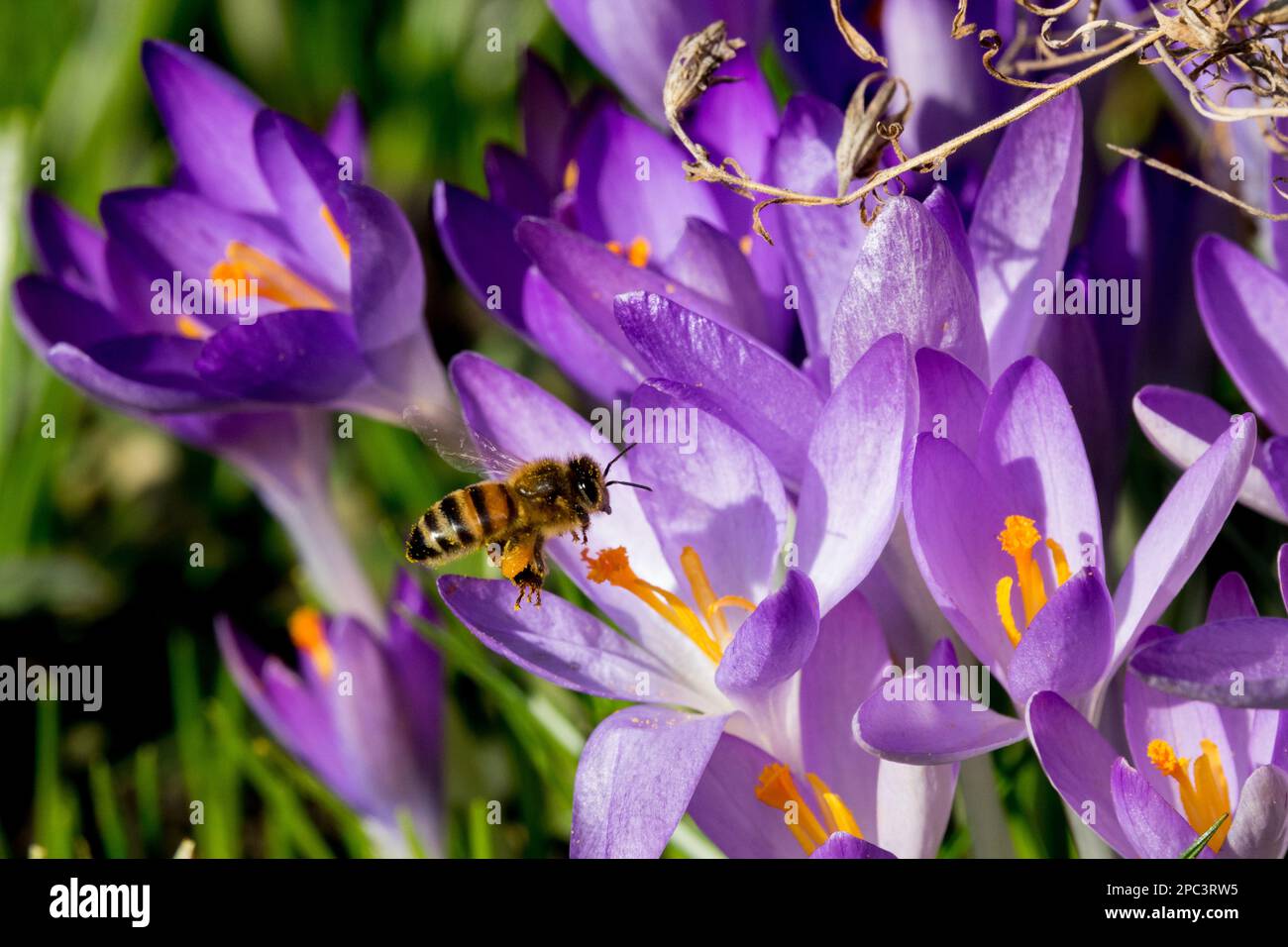 Api mellifere europee, fiori, croco, fiori, api, Flying, Honey bee Insect, Bloom, primavera, stagione Foto Stock