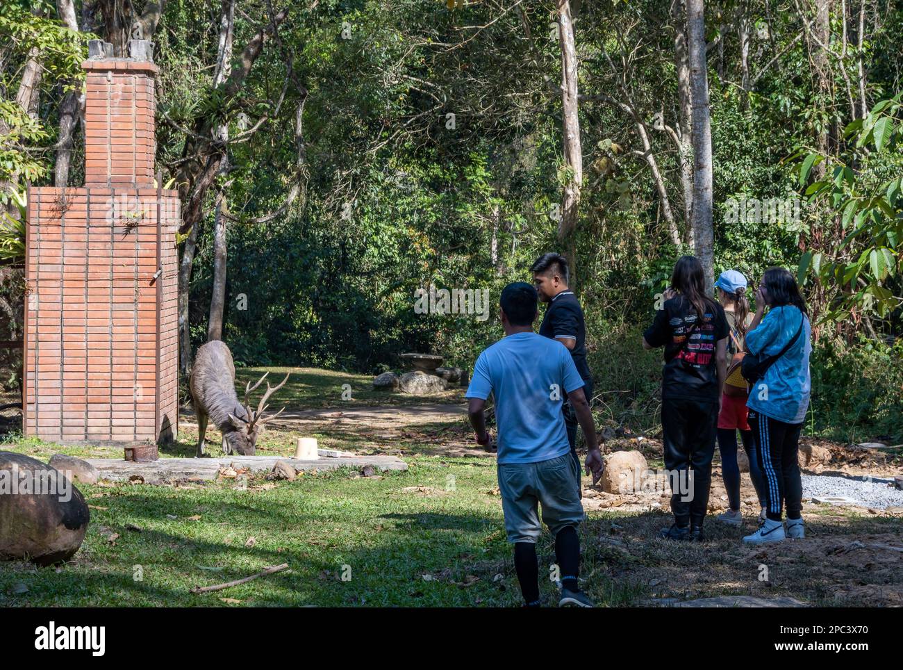 Un gruppo di toursts osserva un cervo di Sambar (Rusa unicolor) a distanza ravvicinata. Parco Nazionale Khao Yai, Thailandia. Foto Stock