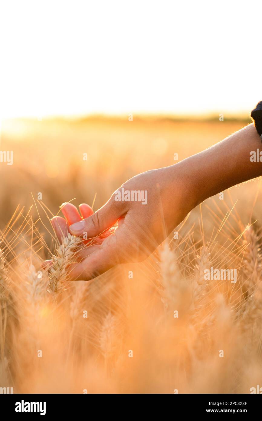 Donna contadina tocca le orecchie di grano su un campo agricolo Foto Stock