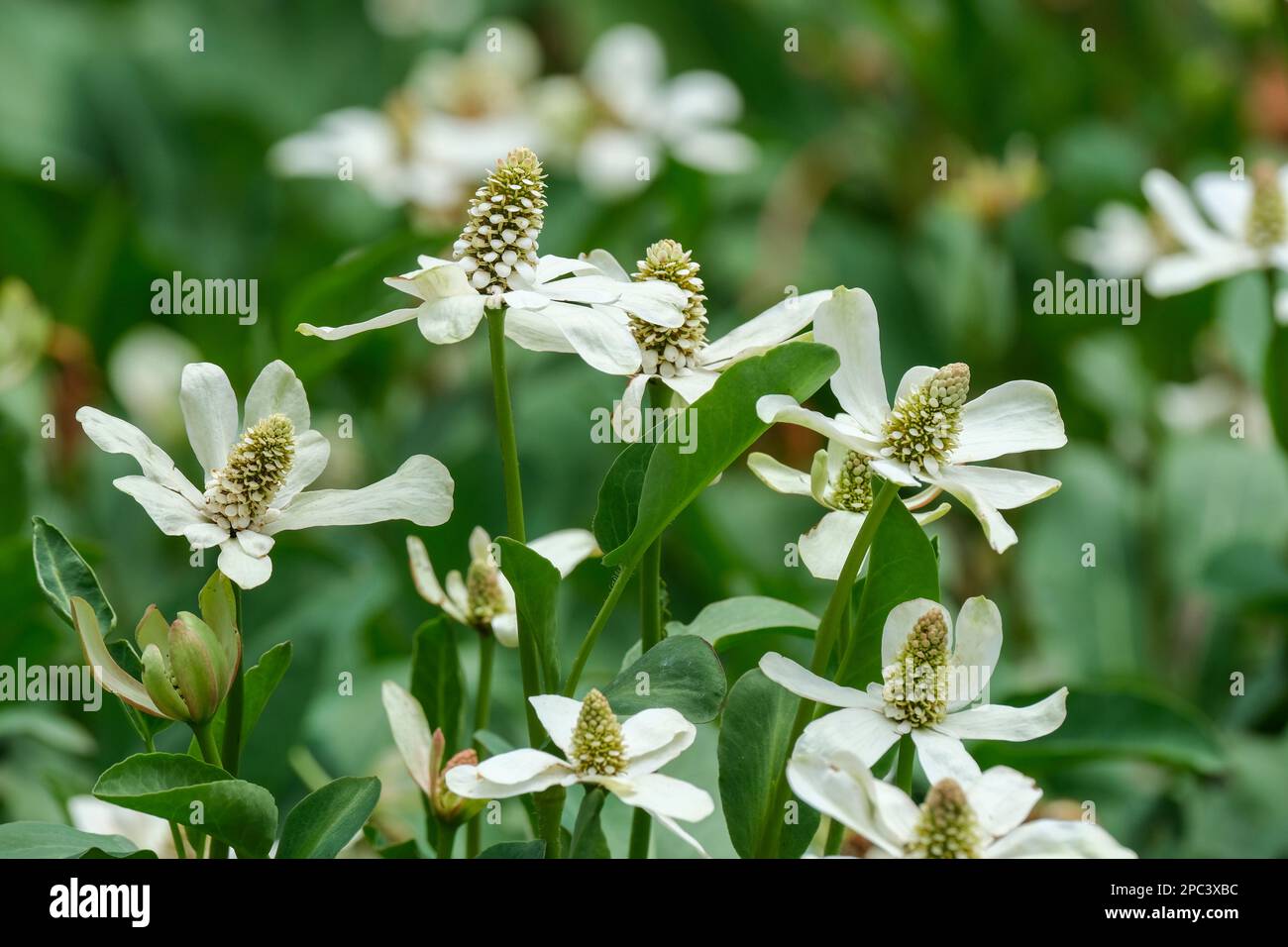 Anemopsis californica, yerba mansa, erba perenne, fiori bianchi, gialli pallidi o verdastri raggruppati in un cono circondato da bracche ad anello Foto Stock