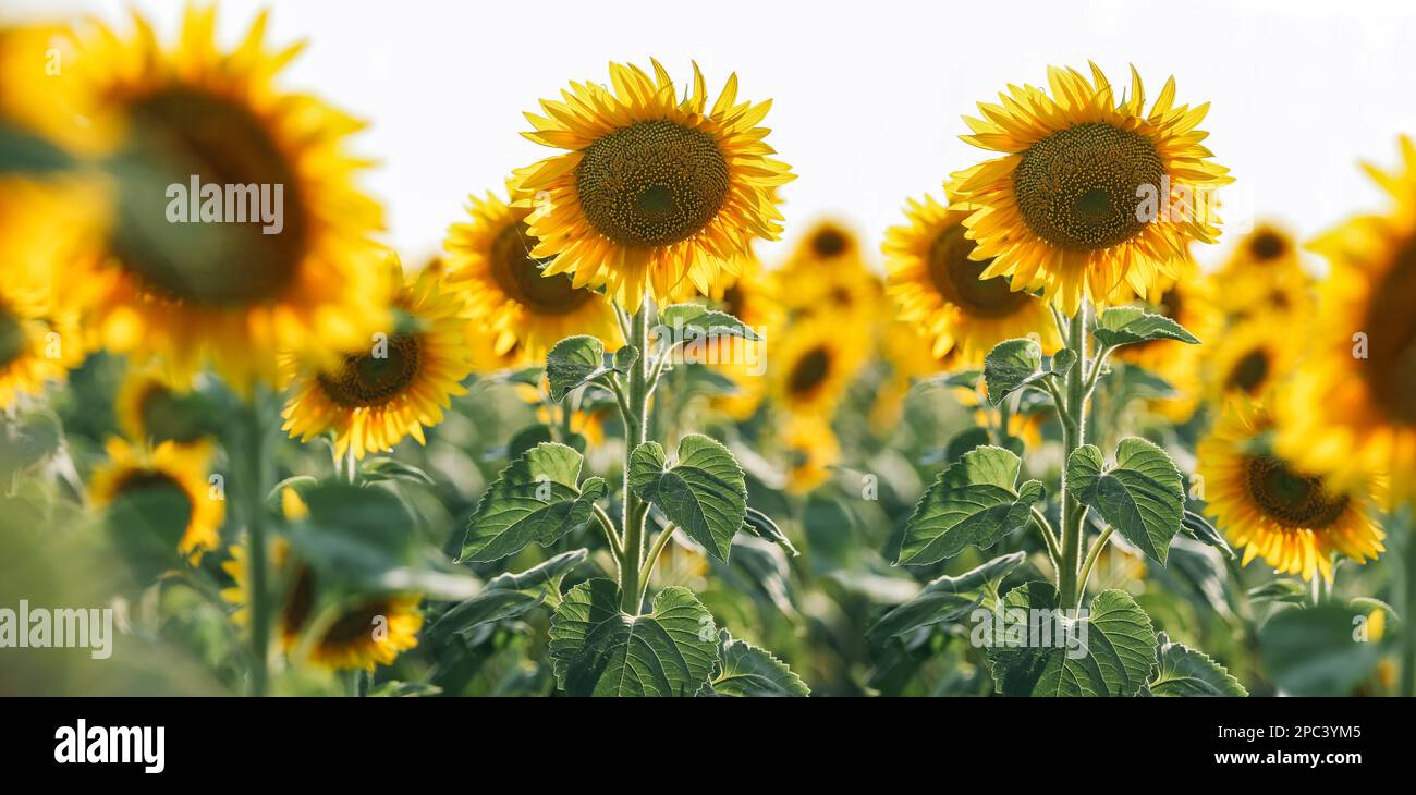 Campo di girasole in estate al tramonto Foto Stock