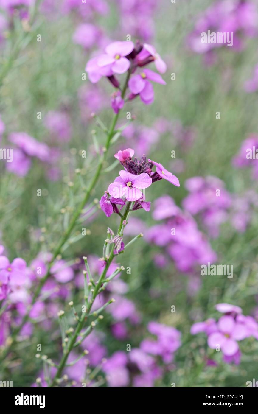 Erysimum linifolium Bowles' Mauve, fiore all'occhiello di Bowles Mauve, perenne, racemi di fiori malva Foto Stock