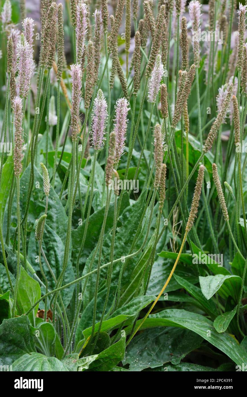 Plantain, Plantago media, perenne con punte di fiori bianchi verdolini con lunghi stami rosa-viola Foto Stock