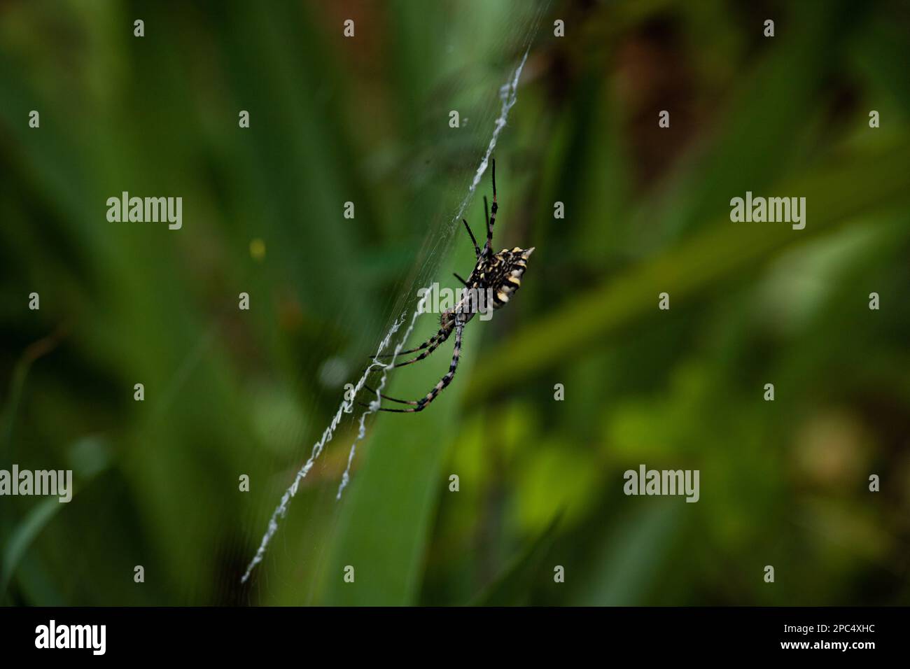 Ragno in profilo sulla sua ragnatela con uno sfondo verde Foto Stock