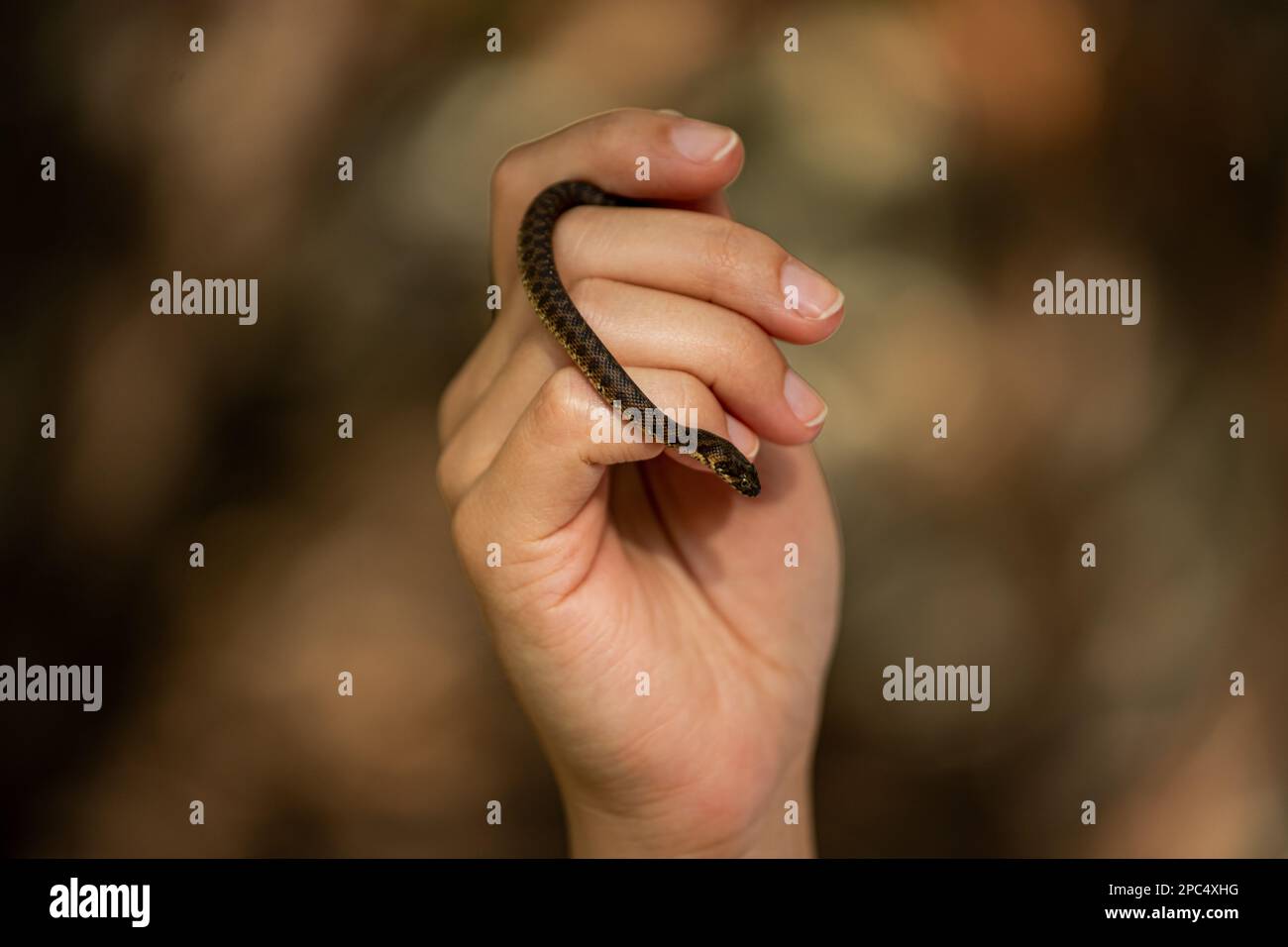 Una mano che tiene un serpente che sta per morderlo Foto Stock