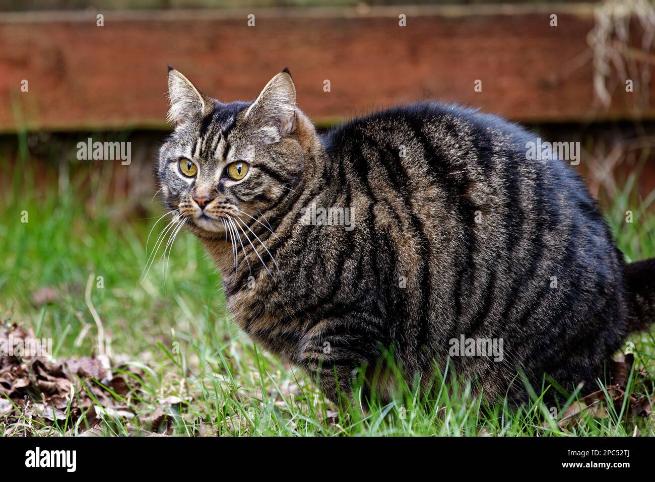 Sgombro maschio Tabby gatto Foto Stock
