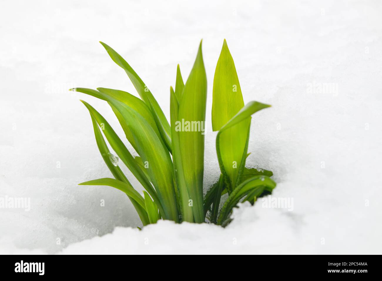 Ramsons (Allium ursinum) lascia il loro senso attraverso la neve dopo una tempesta di neve di fine inverno, la contea di Teesdale Durham, Regno Unito Foto Stock